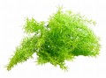 Gałązka dekoracyjna Asparagus 30 cm 6szt FB64-03