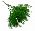 Gałązka dekoracyjna Asparagus 30 cm 6szt FB64-01