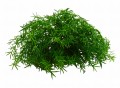 Gałązka dekoracyjna Asparagus 30 cm 6szt FB64-01