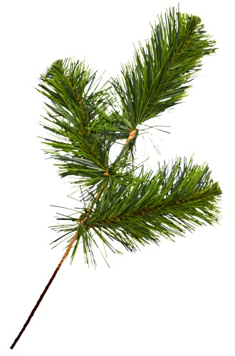 Gałązka sosna zielona ZB91-01